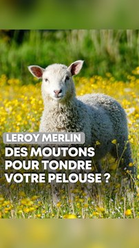 Leroy Merlin remplace les tondeuses par… des moutons !