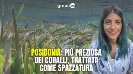 Posidonia: più preziosa dei coralli, trattata come spazzatura