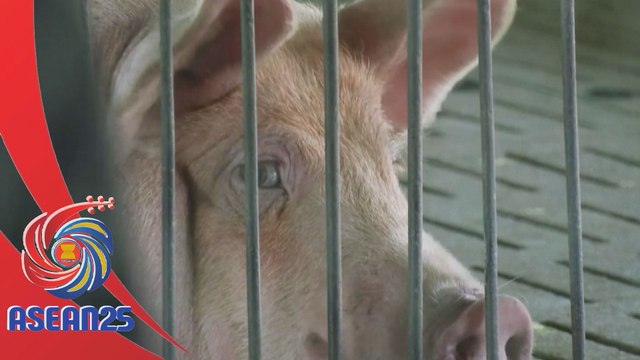 Demam babi afrika ancam bekalan makanan di Vietnam