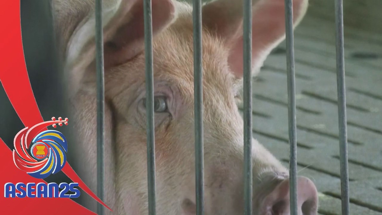 Demam babi afrika ancam bekalan makanan di Vietnam