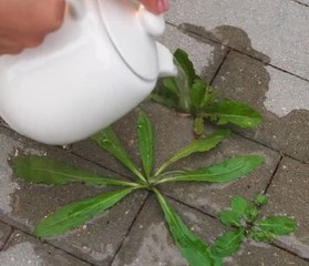 Blossom Brightly with These Easy Garden Hacks!