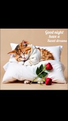 Cute cat  say i love you and good night 😴