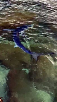 Tiburón en Sant Adrià de Besòs