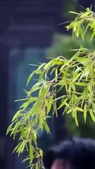 the lie that lasted seven years chinese drama