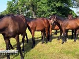 Le journal des courses du centre-est : 17 juillet 2025