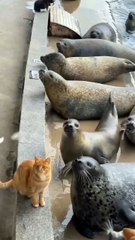 cat meets seals – cutest chaos ever 😂