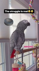 crazy parrot chats with Alexa 😂