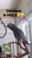 crazy parrot makes gun sounds 😂