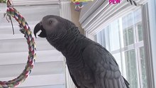 crazy parrot makes gun sounds 😂