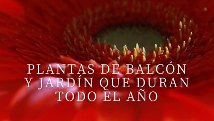 Plantas de balcón y jardín que duran todo el año
