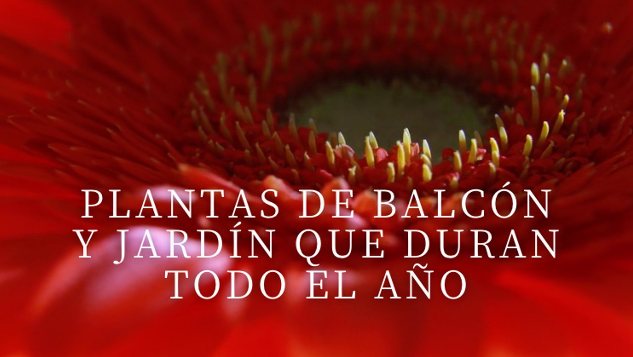 Plantas de balcón y jardín que duran todo el año