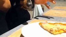 do you dare take the pizza from the dog’s plate?