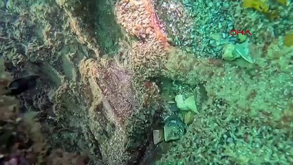 Ordu'da denizin dibinde mayın bulundu