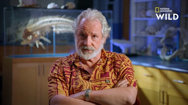 Animaux : Le Requin-Tigre