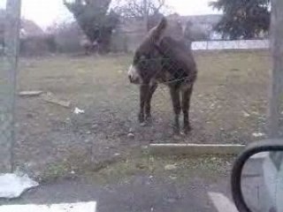 Coquet, l'ane fou de Tarbes