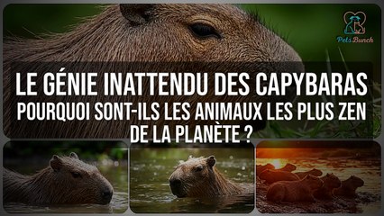 Capybaras: Les Animaux les Plus Zen au Monde ? Découvrez Leur Génie Inattendu !