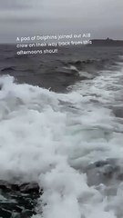 Dolphins visit Scarborough Lifeboat