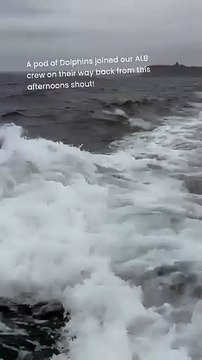 Dolphins visit Scarborough Lifeboat