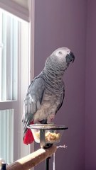 his parrot is counting but in his own style! 😂