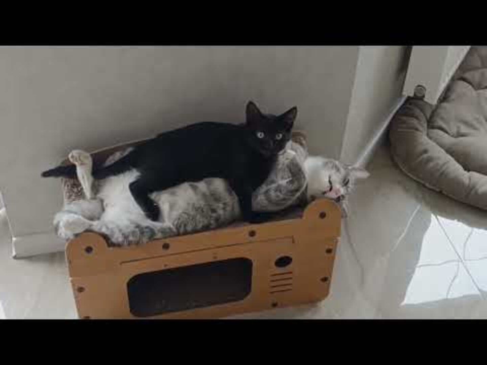 Kitten Sits on Sleeping Cat and Licks Affectionately