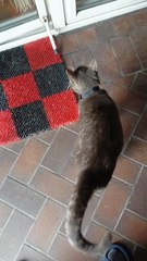 Whose Cat Is This? He’s Not Mine… But Looks Like The Cat Owns My Place! 😹🍽️ #CatLogic #funnycats