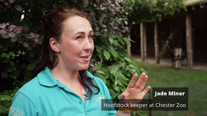 Birth of rare African ‘unicorn’ Okapi caught on camera at Ch