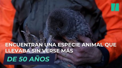 Encuentran una especie animal que llevaba sin verse más de 50 años