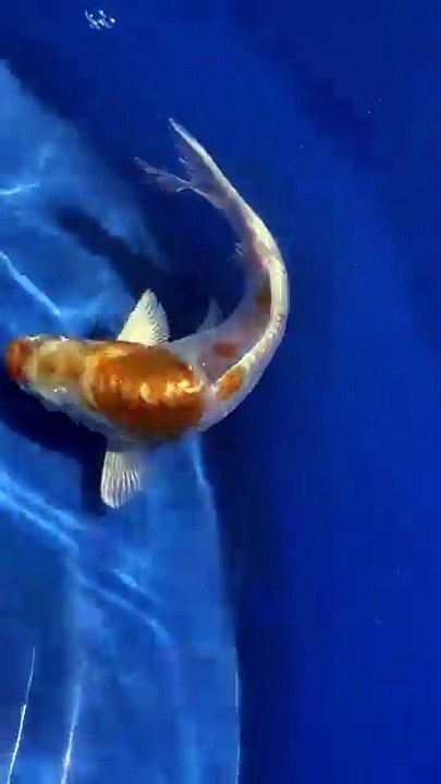 Hariwake koi