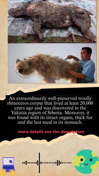 A remarkably well-preserved, 20,000-year-old woolly rhinoceros in Yakutia, Siberia
