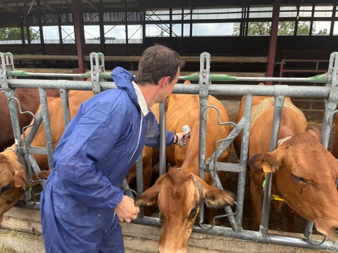La vaccination des bovins contre la dermatose nodulaire a commencé en Savoie