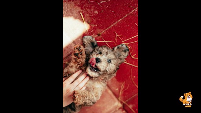 Different Stages Of Puppy Development _ V22 _ Cute Dog Videos _ Dogs _ Dog _ Cute Dog _ Mr Dog