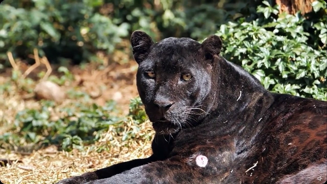 Pantera negra