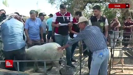 İzmir'de yeni hayvan ve kovan dağıtımı başladı