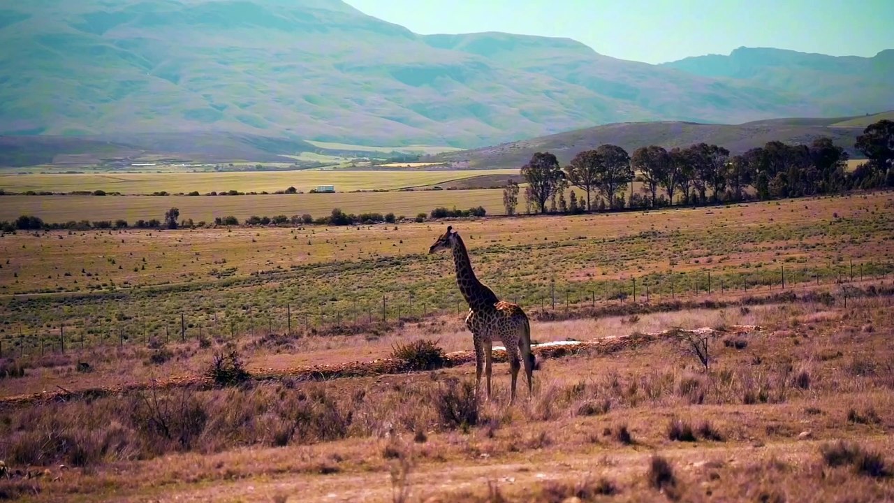 Os animais mais fofos do mundo  n•72