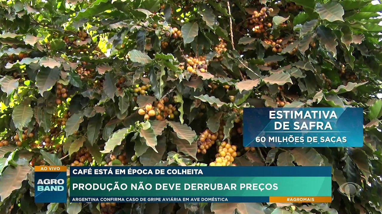 Preço do café pode cair nas próximas semanas