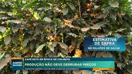 Preço do café pode cair nas próximas semanas