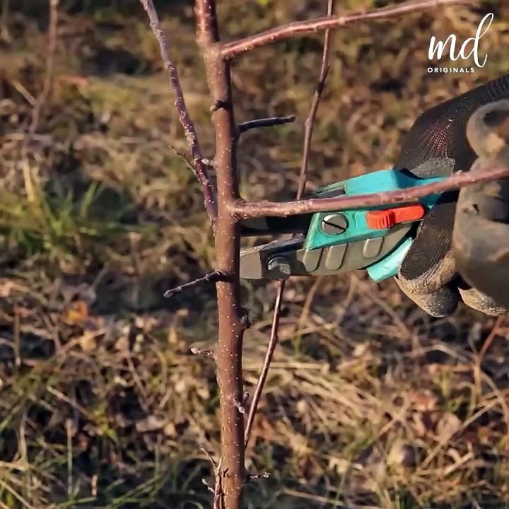 Fruit Tree Grafting