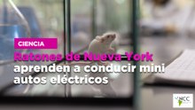 Ratones de Nueva York aprenden a conducir mini autos eléctricos