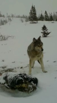 This Island Coyote is almost as large as a wolf & hunts Caribou & even Moose with lethal efficiency - NEWFOUNDLAND COYWOLF