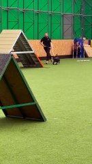 Ce chien est bien trop accro aux batons... meme en agility