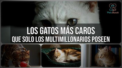 Los Gatos MÁS Caros del Mundo (¡Solo para Multimillonarios!)