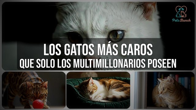 Los Gatos MÁS Caros del Mundo (¡Solo para Multimillonarios!)