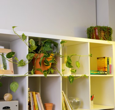 Des ASTUCES astucieuses pour le jardin qui fonctionnent vraiment !