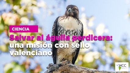 Salvar al águila perdicera: una misión con sello valenciano