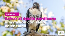 Salvar al águila perdicera: una misión con sello valenciano