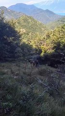 Un'aquila è stata salvata dalla Polizia provinciale di Brescia