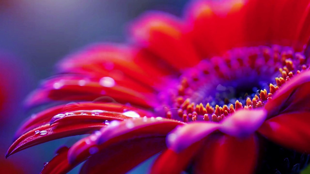 Mélodie Florale 4K ~ Musique au Piano pour Repos et Détente