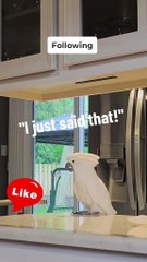 this parrot will make you laugh till you cry! 😂