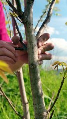 Grafting Into the Fruit Itself? Yep, It’s Possible! 🍏✨