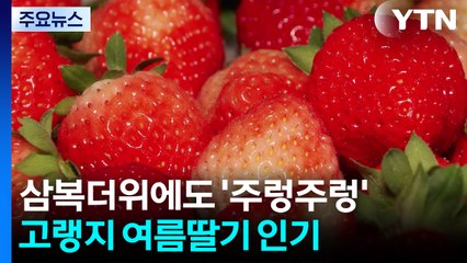 [녹색] 삼복더위에도 '주렁주렁'...고랭지 여름딸기 인기 / YTN